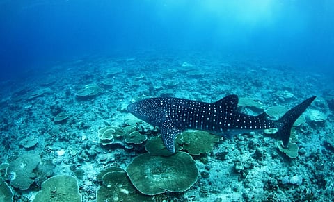 A whale shark is a plankton feeder. Photo: @MSWRP