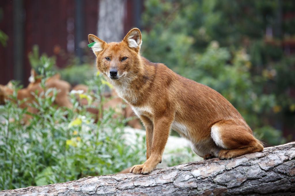 What’s on the menu for India’s most endangered canid?