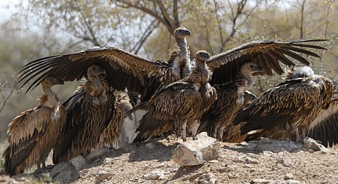 Photo: Vikas Choudhary / CSE