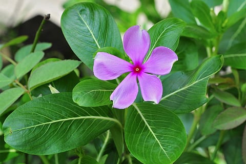 बहुत छोटे इलाकों में सबसे अधिक पाई जाती है पौधों की विविधता: अध्ययन