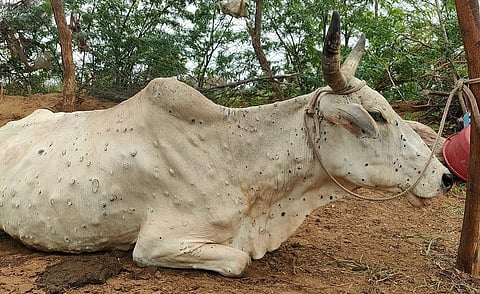 Over 50,000 bovines have died due to lumpy skin disease in India since April Photo: Somu Anand