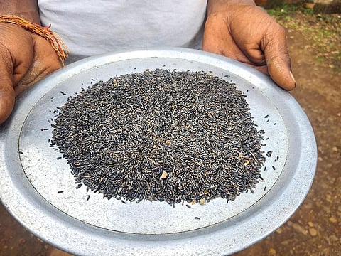 1985-86 में रामतिल की बुआई लगभग 6 लाख हेक्टेयर रकबे में हुई थी, जो 2020-21 में घटकर 1 लाख हेक्टेयर के आसपास रही