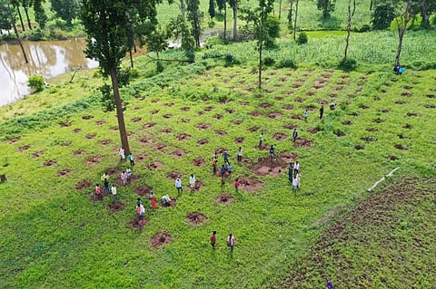 Fight for forest rights: Why these Dhamtari Adivasis gave up over 100 acres of cropland to plant trees
