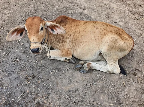 Lumpy skin disease has killed about 50,000 bovines in India till now. Photo: iStock