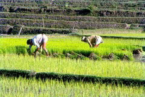 Kharif sowing period almost over, but huge deficit for paddy and pulses