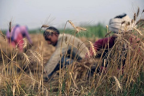 बढ़ती गर्मी के कारण अगले 23 वर्षों में खतरे की जद में होगा 71 फीसदी कृषि क्षेत्र