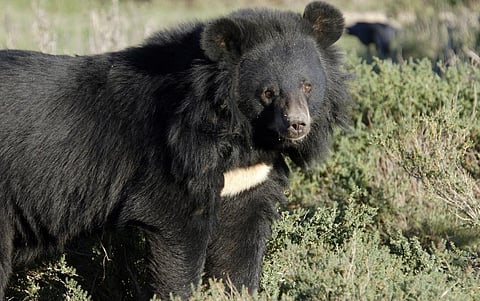 Himalayan black bears increasingly move in human habitats in Kashmir during the fruit harvesting season. Photo: iStock