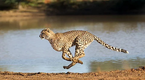 YV Jhala, dean, Wildlife Institute of India, told DTE that the cheetah was a master at escape and being blessed with good eyesight, hearing and speed, it would be able to escape leopard attacks. Photo: iStock