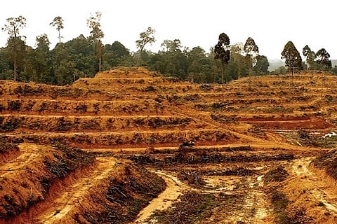 बेतहाशा बढ़ती खेती 90 प्रतिशत से अधिक जंगलों के काटे जाने के लिए जिम्मेवार है: अध्ययन