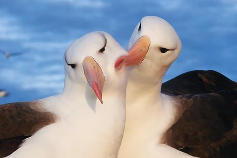 जलवायु में बदलाव तथा शर्मीले नरों के कारण अल्बाट्रॉस पक्षियों में बढ़ रहा है तलाक: अध्ययन