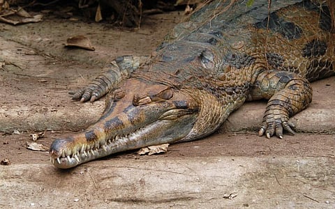 The false gharial or tomistoma. Photo: iStock