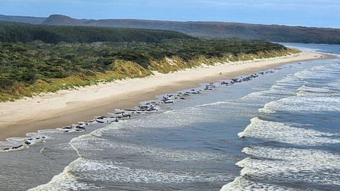 Aerial view of mass whale stranding near Macquarie Heads September 21, 2022. Photo: Department of Natural Resources and Environment Tasmania