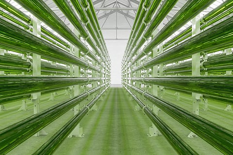 Will algae biofuels become viable?