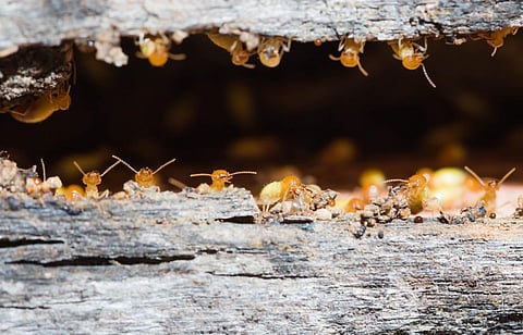 Global warming increased appetite of termites that feed on wood needed to store carbon: Study