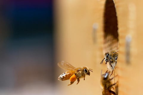 Photo: Shutterstock