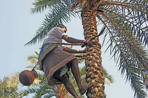 क्यों खतरे में हैं दुनिया के आधे से ज्यादा ताड़ के पेड़?
