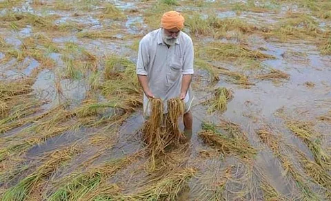बीते सप्ताह भारी बारिश के कारण पंजाब, हरियाणा सहित उत्तर भारत के कई इलाकों में फसलों को भारी नुकसान पहुंचा है। फोटो साभार: twitter@NavroopAgrifarm