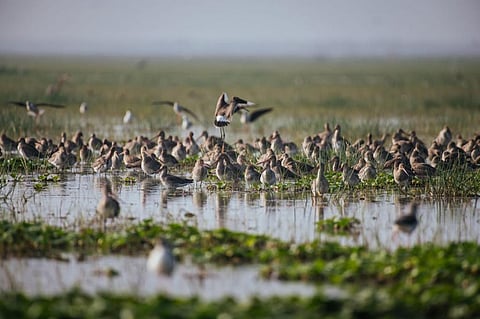Multiple threats cause huge decline in migratory waterbirds in Africa, Eurasia