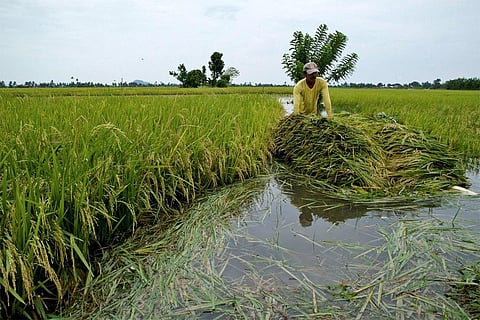 बाढ़ में डूबने से फसलें नहीं होंगी बर्बाद, वैज्ञानिकों ने बाढ़ से बचाने वाले जीन की खोज की
