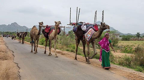 The Rebari pastoral community undertakes large-scale migration to various parts of Gujarat and other states to graze their animals