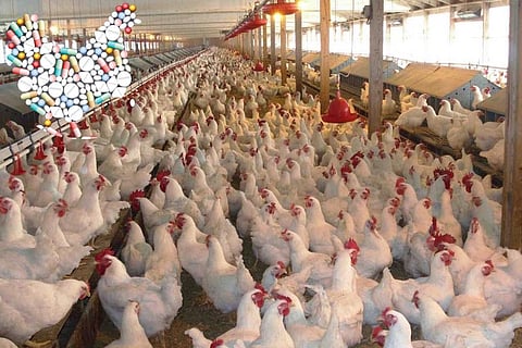 वैज्ञानिकों ने पोल्ट्री फार्मों में बीमारी का पता लगाने, एंटीबायोटिक प्रतिरोध से निपटने का खोजा तरीका