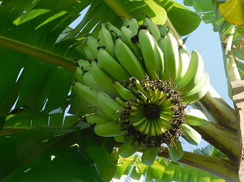 It is important to find out types of bananas are susceptible to the fungus, say the researchers. Photo: Wikimedia Commons