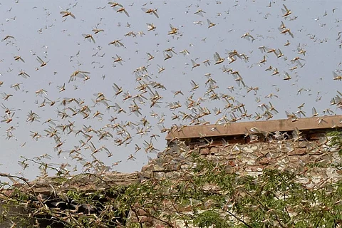 जलवायु में बदलाव से बढ़ रहा है टिड्डियों का प्रकोप, खाद्य सुरक्षा पर मंडरा सकता है खतरा