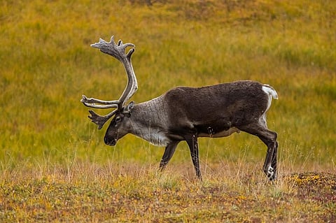 About 40 per cent of Fennoscandia is assigned as reindeer grazing land. Photo: Wikimedia Commons