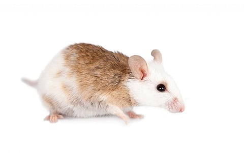 The Natal multimammate rat. Photo: iStock