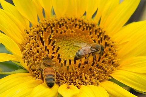 पौधों के लिए खतरनाक है ओजोन, परागणकों के लिए फूलों को ढूंढना बना रहा है कठिन