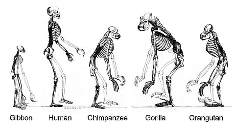 Six million years ago, human ancestors separated from a branch consisting of chimpanzees and gorillas. Photo: Wikimedia Commons
