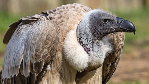 The researchers had captured 26 African white-backed vultures (Gyps africanus) at five locations across southern Tanzania. Photo: iStock