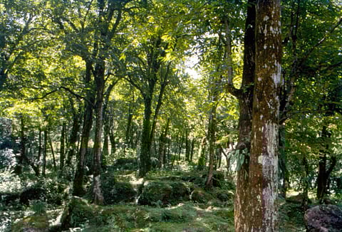 Telangana’s new forest conflict panels bring Centre-state land rights relation under scanner