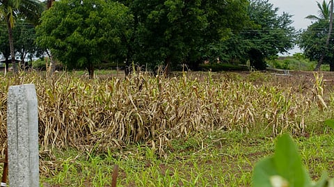 Marathwada and western Maharashtra have seen droughts and extreme flood events for several years. Photo: Aishwarya Iyer