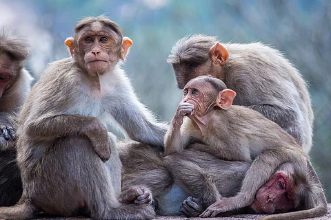 क्यों पेड़ों को छोड़ जमीन पर शरण लेने को मजबूर हो रही हैं बन्दर और लीमर प्रजातियां
