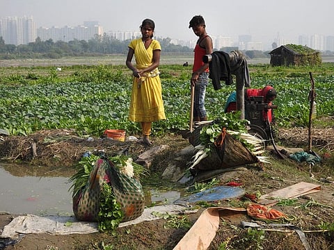 Communities living along the Yamuna floodplains in Delhi grow seasonal fruits and vegetables (Photoraph: Anita Pinheiro)