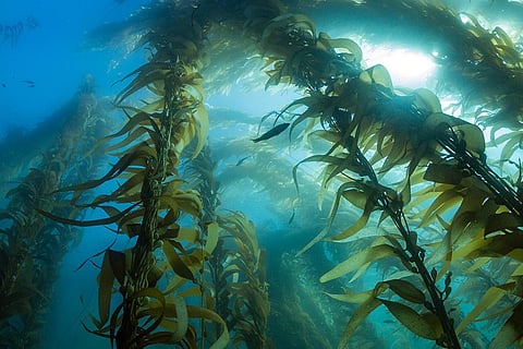 48 वर्षों में वन्य जीवों की आबादी में दर्ज की गई 69 फीसदी की गिरावट: रिपोर्ट