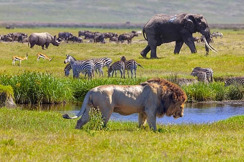Living Planet Report 2022: Wildlife populations decline by 69% in 50 years