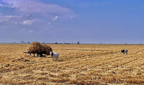 Second-generation (2G) bioethanol production technology can process agricultural waste like rice straw and wheat straw. Photo: Wikimedia Commons