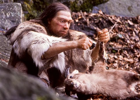 A reconstruction of a Neanderthal, the closest extinct relatives of humans. Photo: Neanderthal Museum, Holger Neumann / Wikimedia Commons