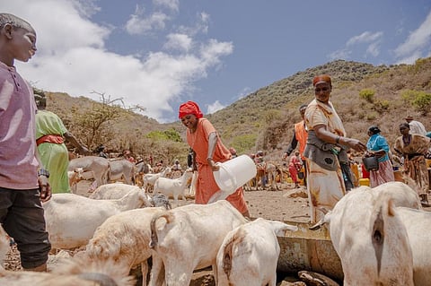 One Health s the primary approach for addressing the complex health challenges facing our society, such as ecosystem degradation, food system failures, infectious diseases and antimicrobial resistance. Photo: WHO