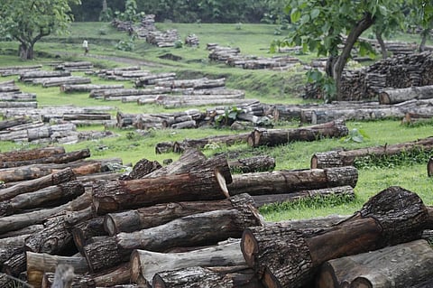 World’s leading financial institutions continue to bankroll deforestation