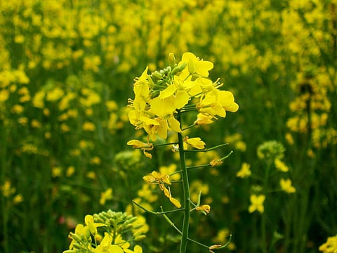 The Indian variety of GM Mustard was conceived in 2022 by Deepak Pental, the then-vice chancellor of Delhi University. Photo: Wikimedia Commons