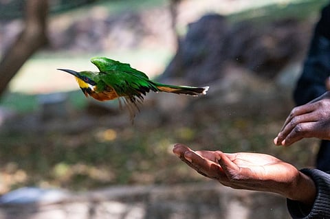 A cinnamon-chested bee-eater is released after being ringed at the National Museum of Kenya. Photo: Luke Dray / Getty Images