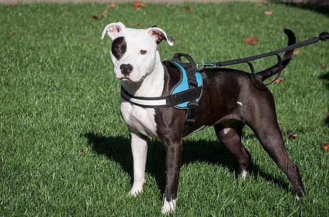 A pit bull is not an official breed – it’s an umbrella term for a type of dog. Photo: Barbara Rich via Getty Images
