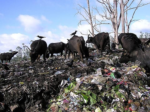 The penalty on the states has been equated to environmental compensation. Photo: Wikimedia Commons