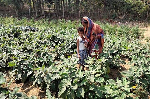 Poshan Vatika: How nutri-gardens in schools, houses can help ensure nutritional security of children