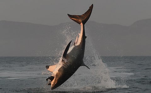 A Great White Shark 'breaches' in False Bay, South Africa. This was before Port and Starboard started preying on them. Photo: iStock