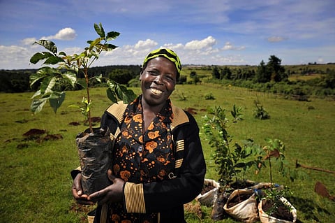 Forests provide nearly 27 per cent of the solution to help avert climate catastrophe. Photo: UN-REDD.