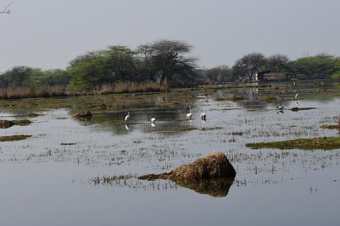 Conservation of shallow water bodies: Ecological consequences due to multiple anthropogenic stressors